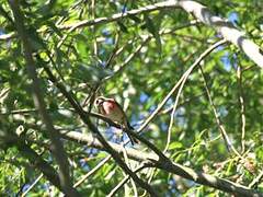 Linotte mélodieuse