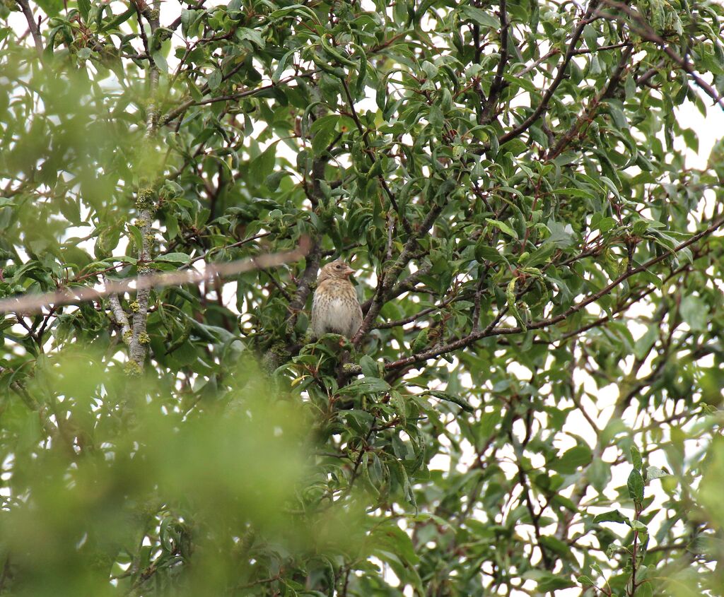 Linotte mélodieuse