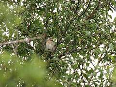 Common Linnet