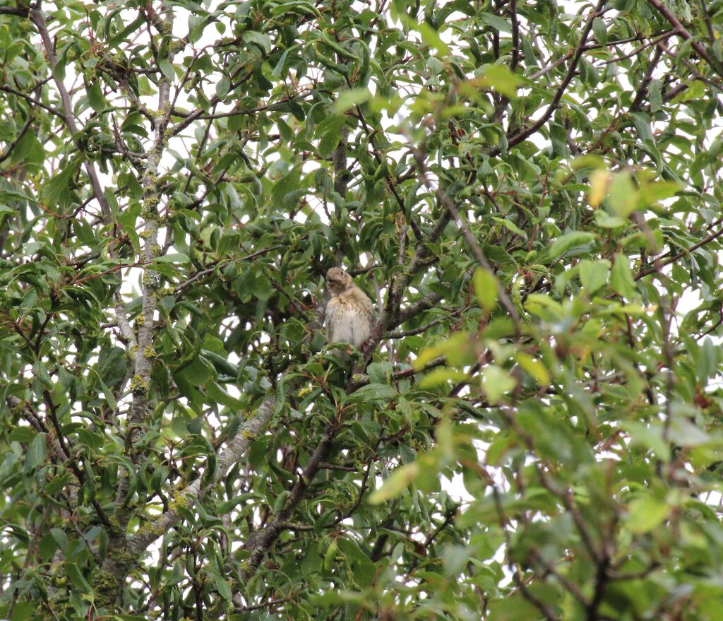 Linotte mélodieuse