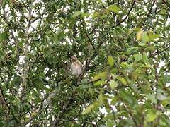 Common Linnet