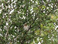 Linotte mélodieuse