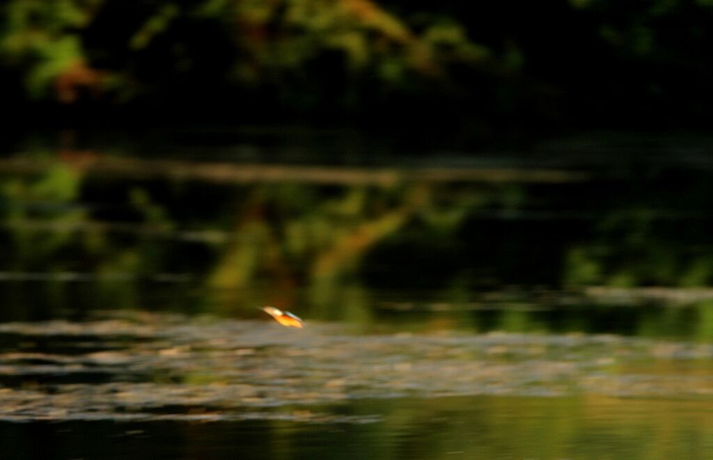 Common Kingfisher