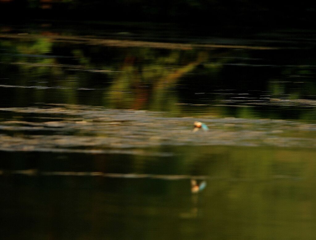 Common Kingfisher