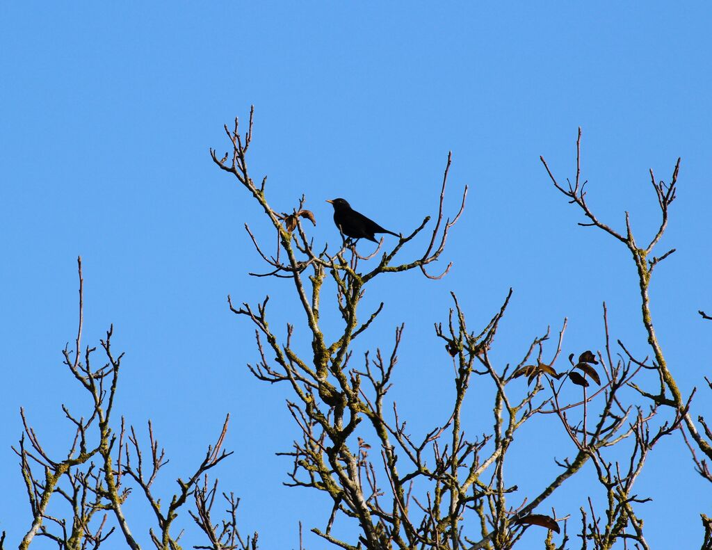 Common Blackbird