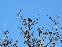 Common Blackbird