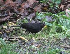 Common Blackbird