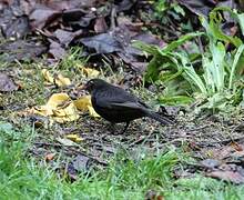 Common Blackbird