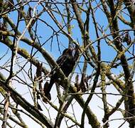 Common Blackbird