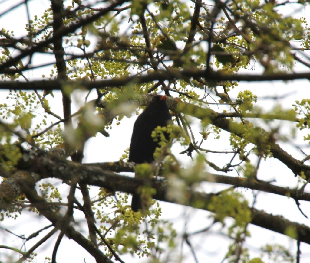 Common Blackbird