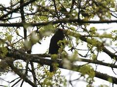 Common Blackbird