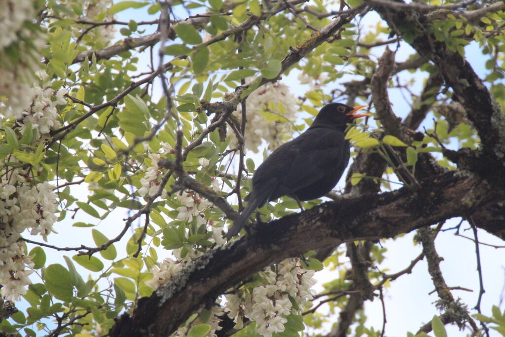 Common Blackbird