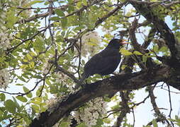 Common Blackbird