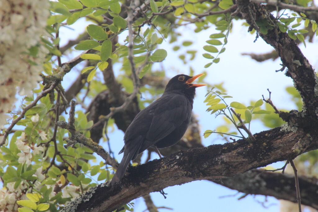 Common Blackbird