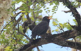 Common Blackbird