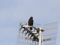 Common Blackbird