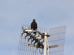 Common Blackbird