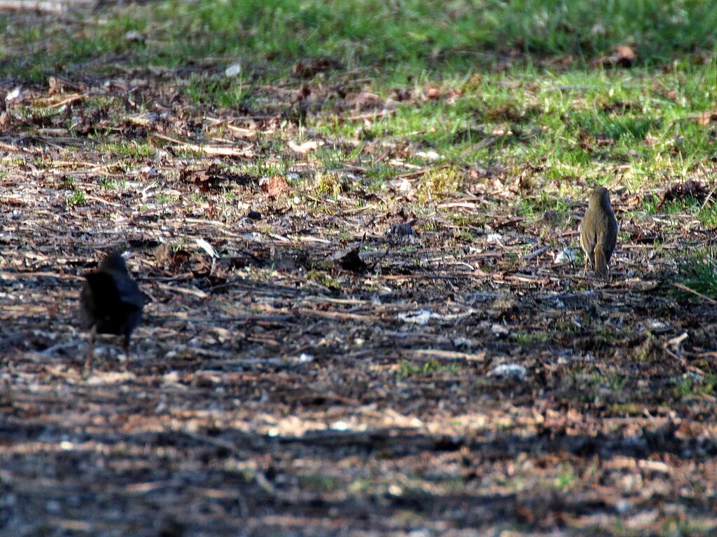 Common Blackbird