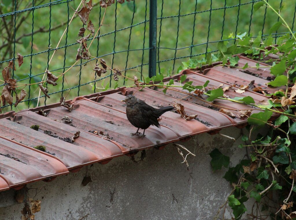 Common Blackbird