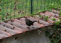 Common Blackbird