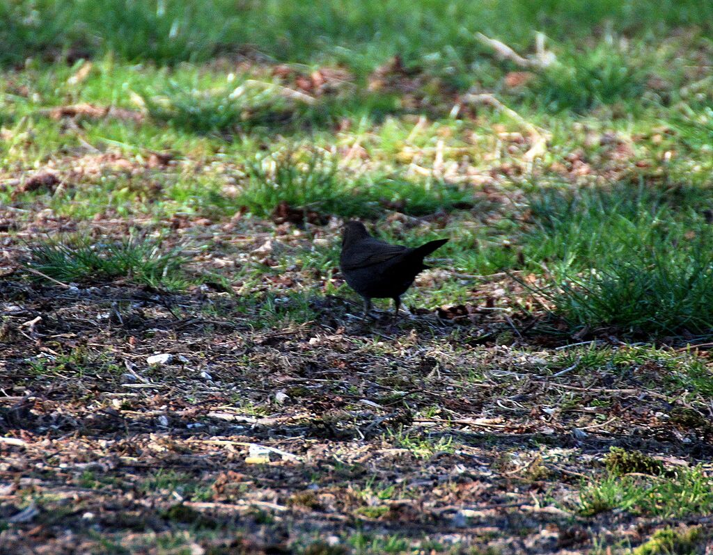 Common Blackbird