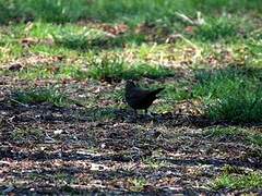 Common Blackbird