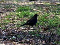 Common Blackbird