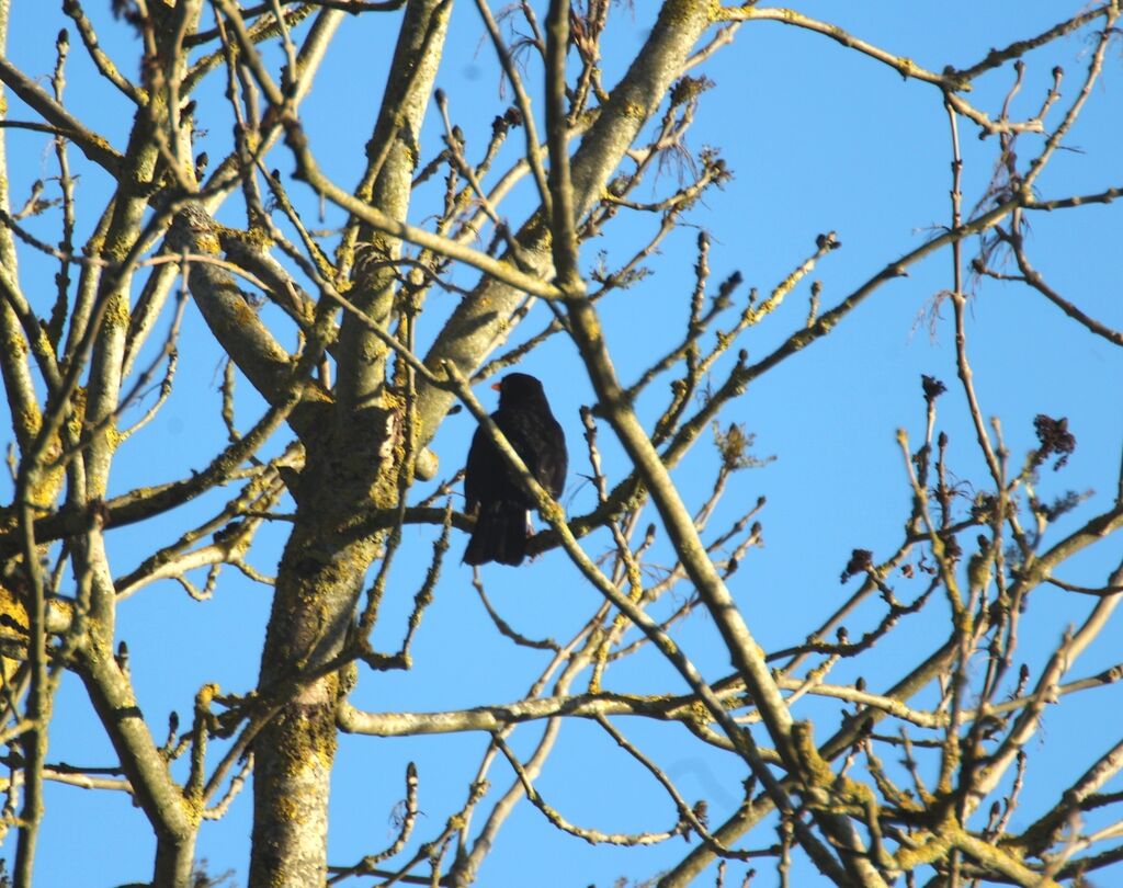 Common Blackbird