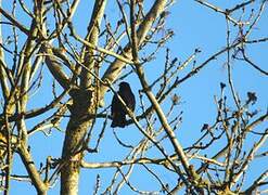 Common Blackbird