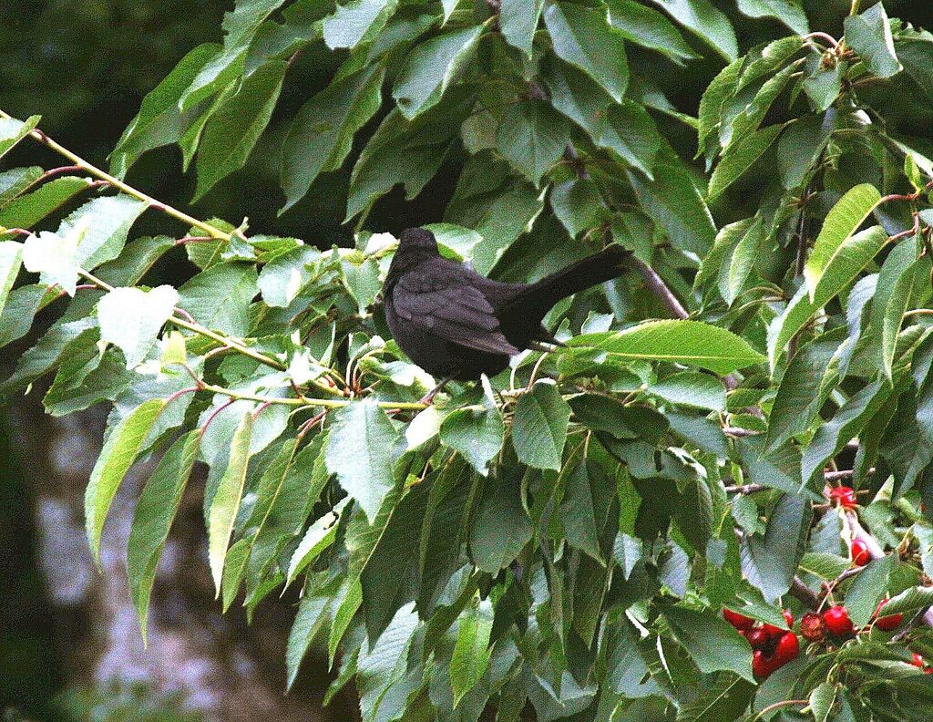 Common Blackbird