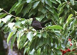 Common Blackbird