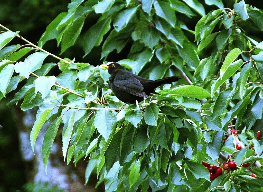 Common Blackbird