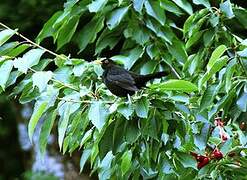 Common Blackbird