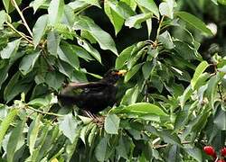 Common Blackbird