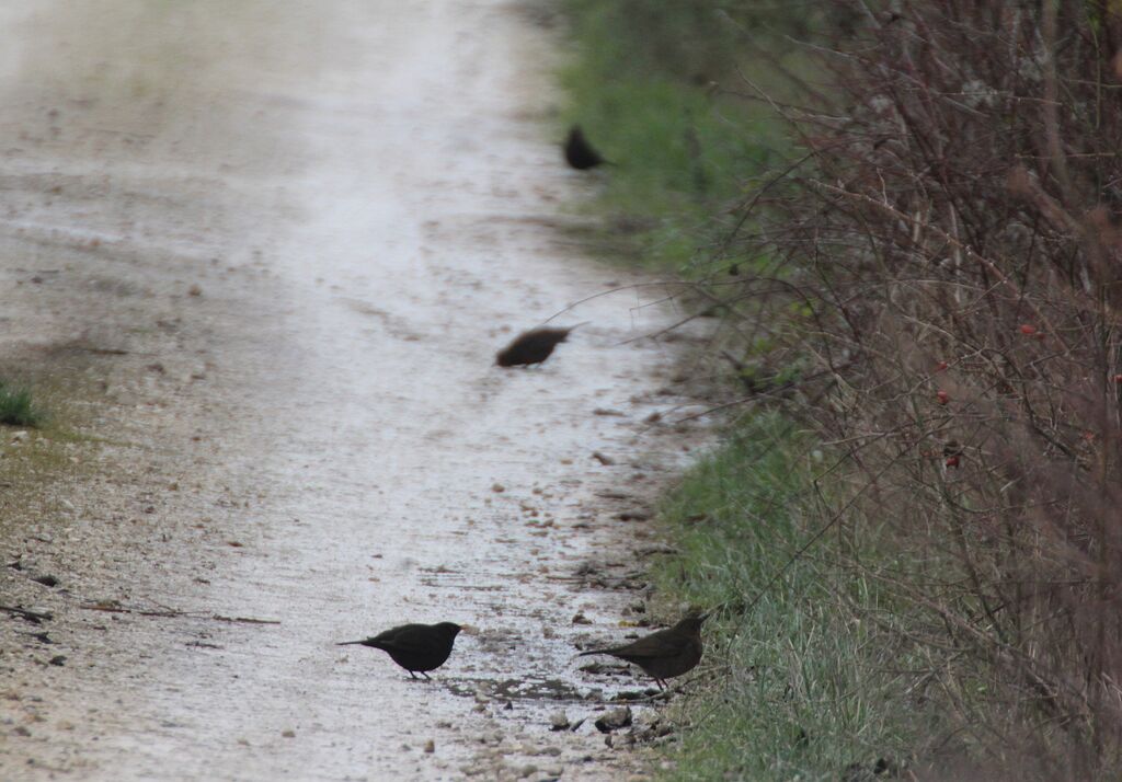 Common Blackbird