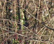 Common Blackbird