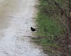 Common Blackbird