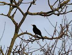 Common Blackbird