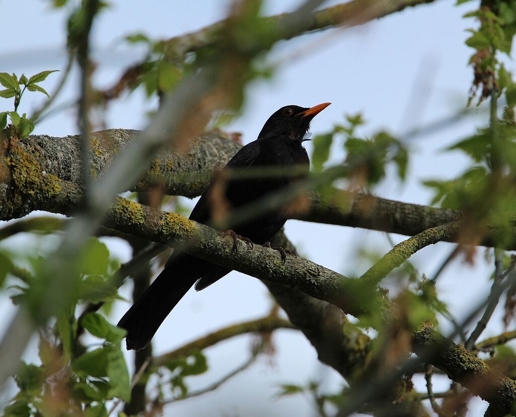 Common Blackbird