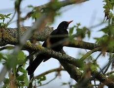 Common Blackbird