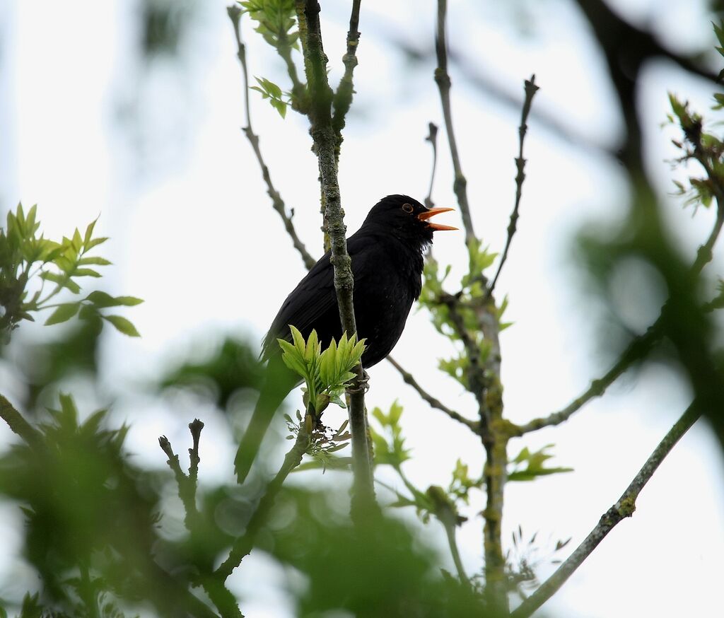 Common Blackbird