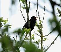 Common Blackbird