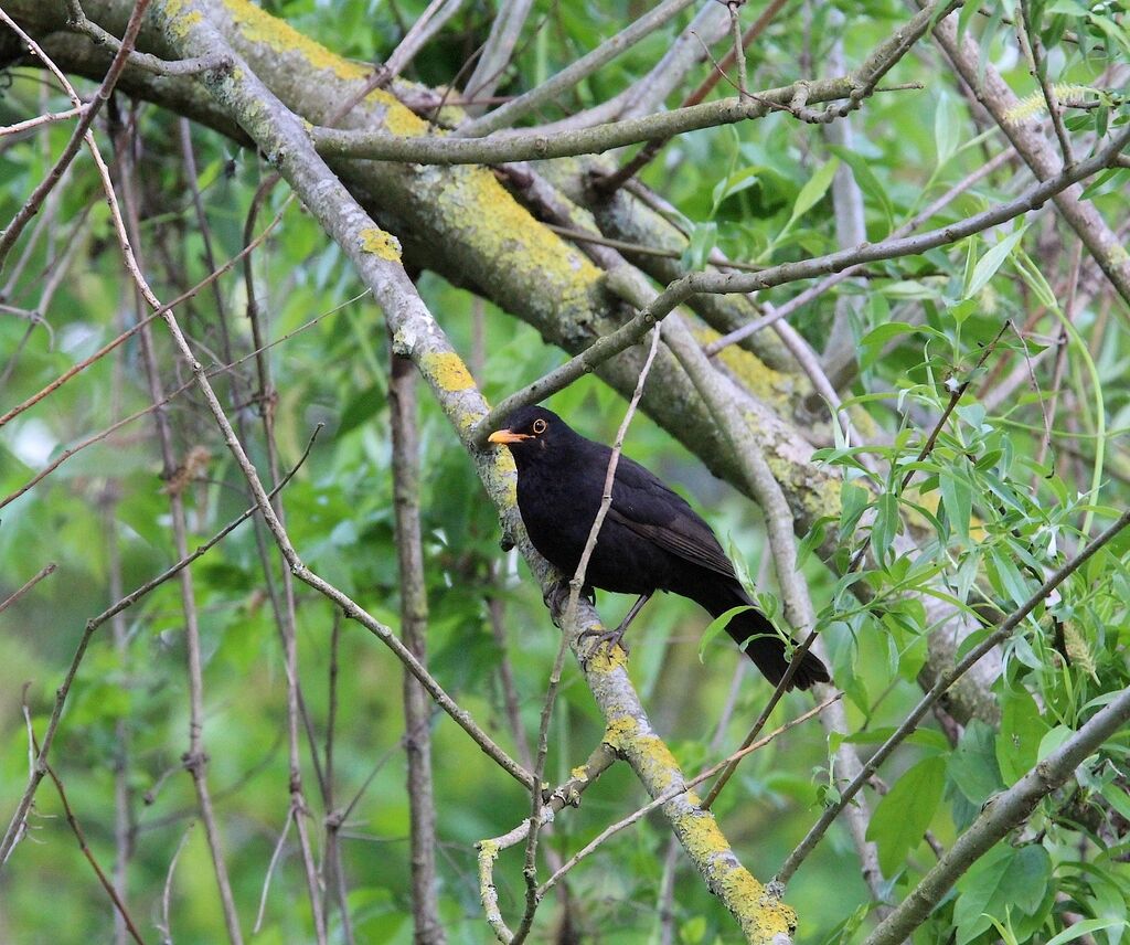 Common Blackbird