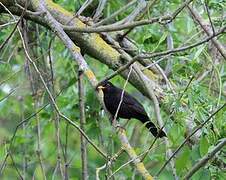 Common Blackbird