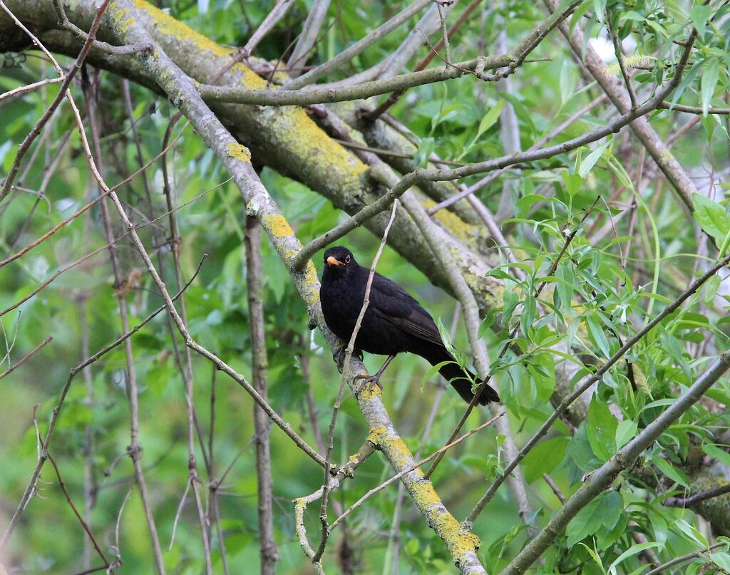 Common Blackbird