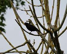 Common Blackbird