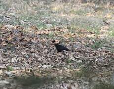 Common Blackbird