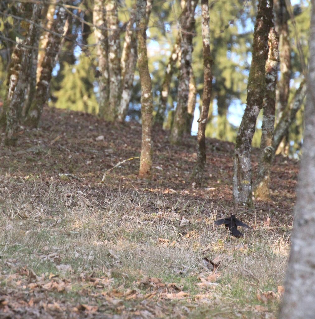 Common Blackbird