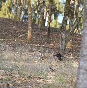 Common Blackbird