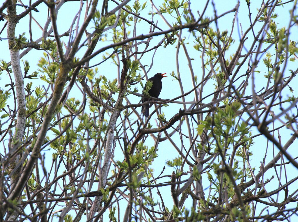 Common Blackbird